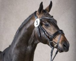 stallion Bal Habour (Westphalian, 2013, from Belissimo NRW)