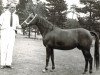 Zuchtstute Silverlea Beech Leaf (New-Forest-Pony, 1964, von Hightown Streak)