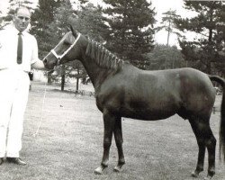 Zuchtstute Silverlea Beech Leaf (New-Forest-Pony, 1964, von Hightown Streak)