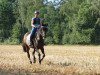 dressage horse Bilinda (Little German Riding Horse, 2003, from Unbekannt)