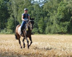 dressage horse Bilinda (Little German Riding Horse, 2003, from Unbekannt)