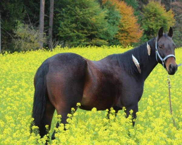 Pferd A Smart Katie XP (Quarter Horse, 2013, von Big Daddys Smart)