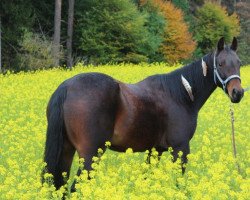 Pferd A Smart Katie XP (Quarter Horse, 2013, von Big Daddys Smart)