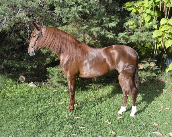 stallion TINTN SANTACO (Andalusier, 2013)