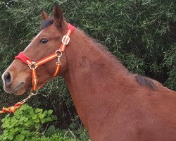 horse Garutcho DE (Pura Raza Espanola (PRE), 2014)