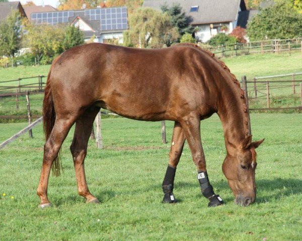 broodmare Louisiana (Rhinelander, 2008, from Louis le Bon)