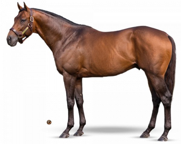 stallion Commissioner xx (Thoroughbred, 2011, from A. P. Indy xx)