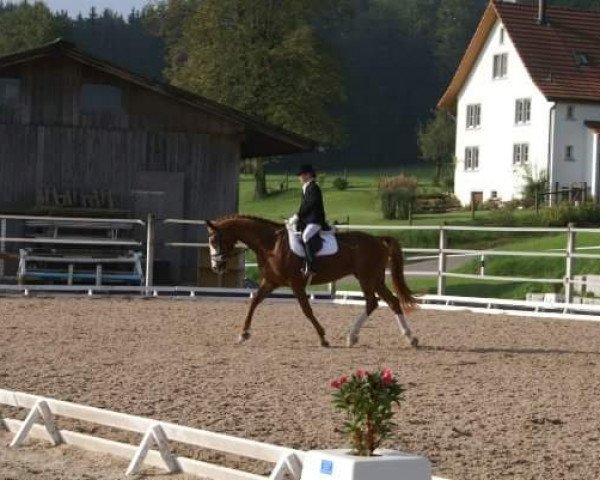 jumper Lupo 64 (Hanoverian, 1998, from Lastro)