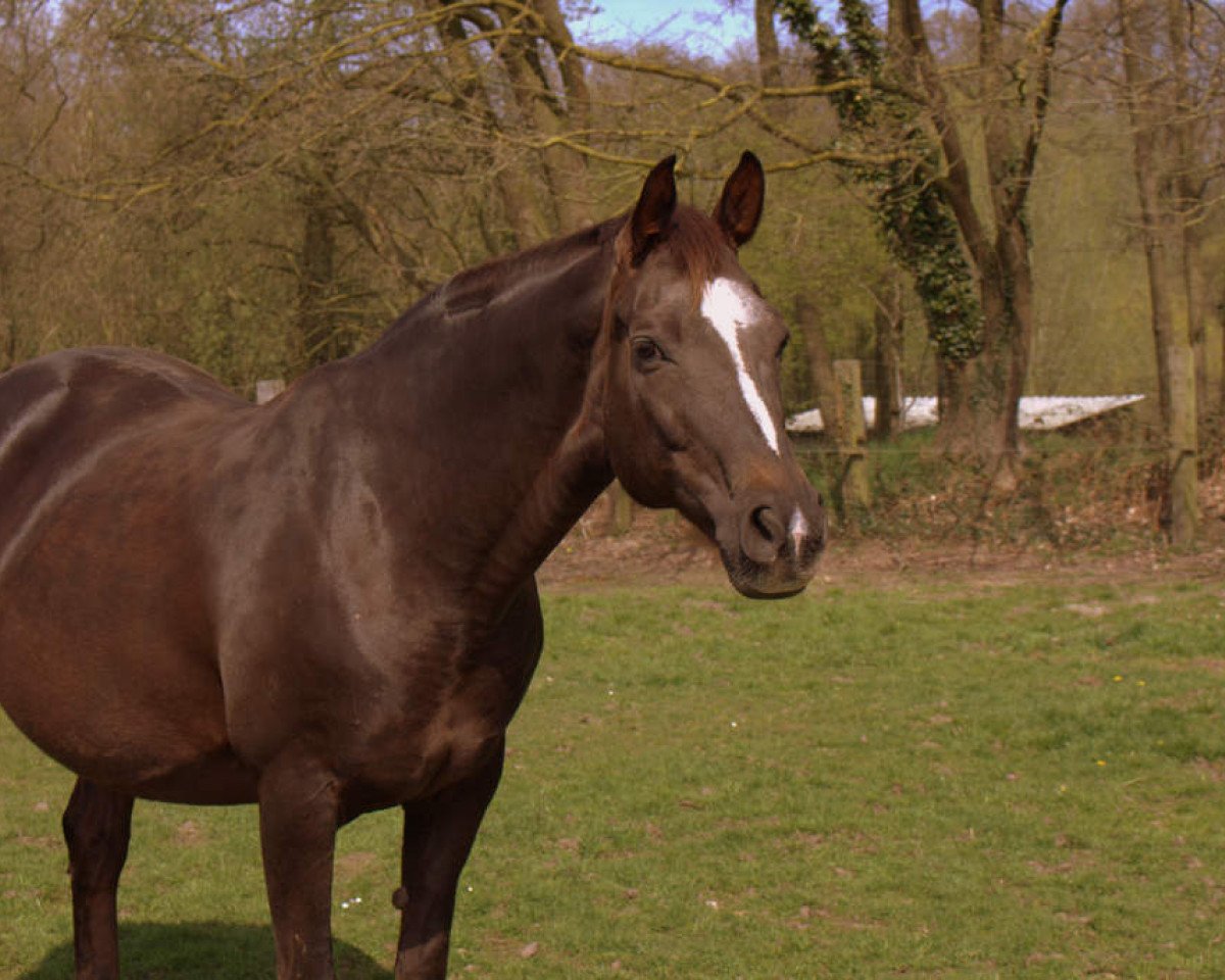 broodmare Dänemark (Hanoverian, 2000, from Donnerschlag)