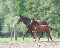 broodmare Ehrenwerte (Westphalian, 1999, from Ehrenwort)