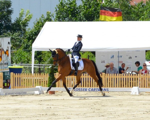 dressage horse Ratatui (Rhinelander, 2005, from Riccione)