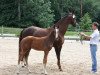 dressage horse Freshman (Oldenburg, 2013, from For Romance I)