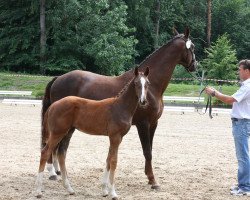 dressage horse Freshman (Oldenburg, 2013, from For Romance I)