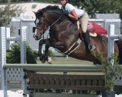 Springpferd Little Angel (Deutsches Reitpony, 2000, von Languard)