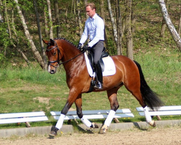 dressage horse James 73 (Oldenburg, 2009, from Glock's Johnson Tn)