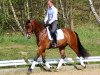 dressage horse James 73 (Oldenburg, 2009, from Glock's Johnson Tn)