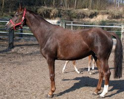 broodmare Cleopatra (Oldenburg, 2003, from Donnerschwee)