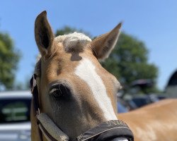 dressage horse Nika 24 (Haflinger, 2009, from Alban)