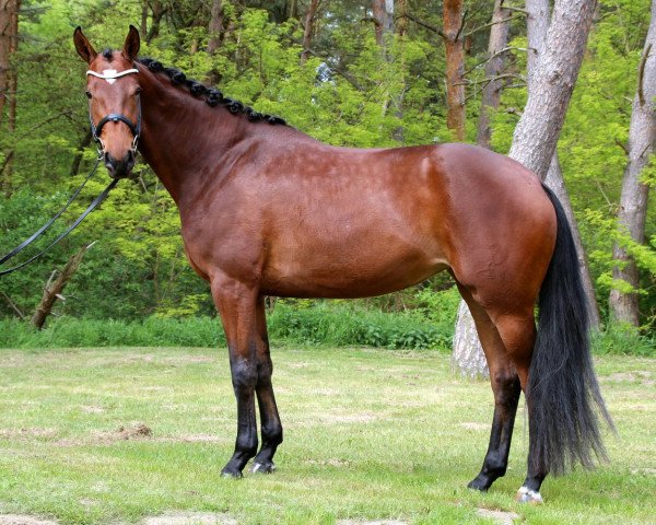 broodmare Cameron (Oldenburg, 2013, from Bordeaux 28)