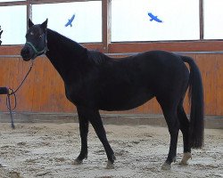 broodmare Bellona (Trakehner, 1999, from Hohenstein I)