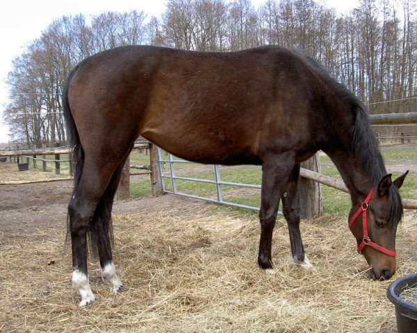 Zuchtstute Olessa (Trakehner, 2000, von Opernball)