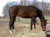 broodmare Olessa (Trakehner, 2000, from Opernball)