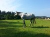 broodmare Zypern E (Holsteiner, 2007, from Quidam de Revel)