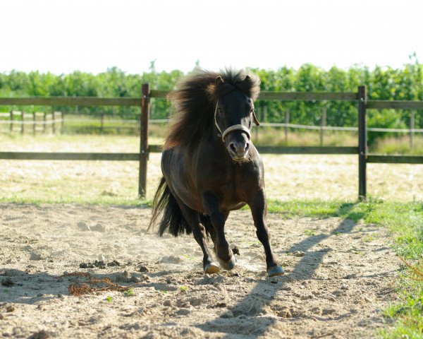 Pferd Balu (Shetland Pony, 2002)