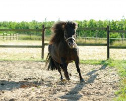 Pferd Balu (Shetland Pony, 2002)