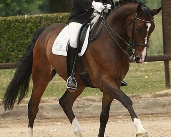 dressage horse Lestrade B 2 (Hanoverian, 2005, from Laurentio)