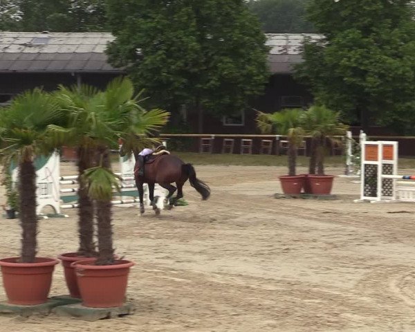 Reitturnier Halver 2019