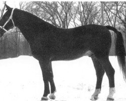 stallion Emigrant (Gelderland, 1961, from Wodan)