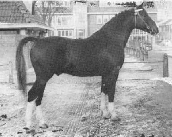 stallion Wodan (Gelderland, 1957, from L'Invasion AN)
