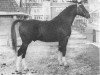 stallion Wodan (Gelderland, 1957, from L'Invasion AN)