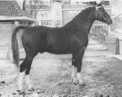 stallion Wodan (Gelderland, 1957, from L'Invasion AN)