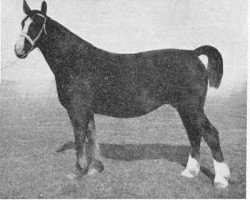 broodmare Lady (Gelderland, 1935, from Kroonprins)