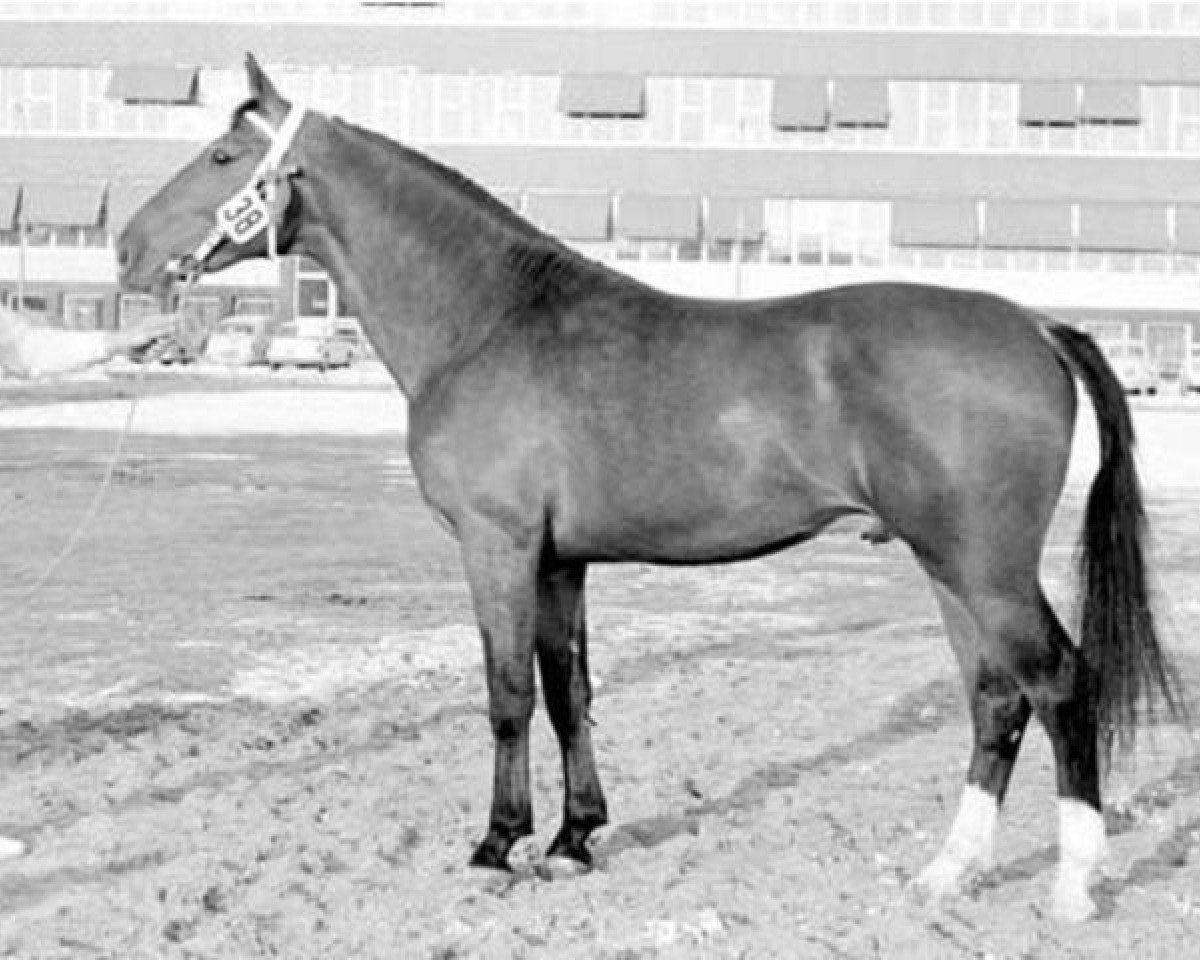 stallion Ilias (KWPN (Royal Dutch Sporthorse), 1967, from Amor)