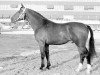 stallion Ilias (KWPN (Royal Dutch Sporthorse), 1967, from Amor)