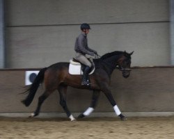 dressage horse Brentwood (Oldenburg, 2011, from Breitling W)