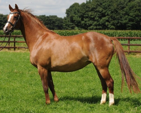 broodmare Mareska (Trakehner, 1995, from Königstein)