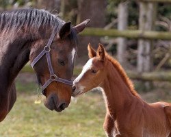 broodmare Jalegrofleur (KWPN (Royal Dutch Sporthorse), 2014, from Negro)