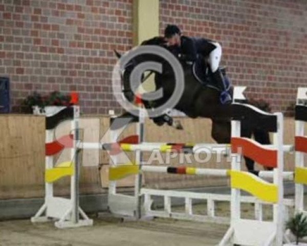 jumper Olympia 123 (Oldenburg show jumper, 2009, from Olympic Fire 5)