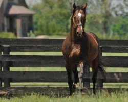 stallion Artie Schiller xx (Thoroughbred, 2001, from El Prado xx)