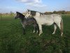 jumper Quinta 169 (Belgian Warmblood, 2016, from Cornet Obolensky)