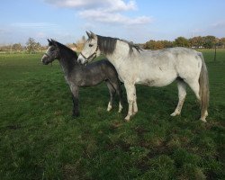 Springpferd Quinta 169 (Belgisches Warmblut, 2016, von Cornet Obolensky)