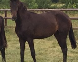 dressage horse Stute von Fürstenball x Jazz x Voltaire (Westphalian, 2015, from Fürstenball)