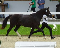 broodmare Kaprice XIII (Trakehner, 1993, from Kostolany)