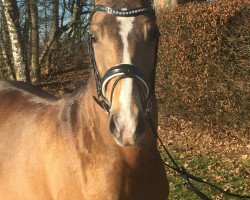 dressage horse Augenschmaus (Westfale, 2014, from A new Star)