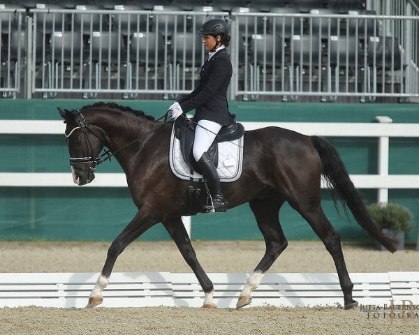 Pferd Tayfun 2 (Trakehner, 2011, von Tabaluga)