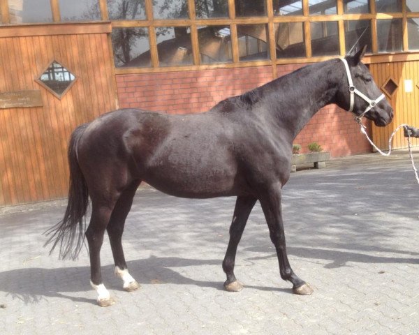 broodmare Early (Royal Warmblood Studbook of the Netherlands (KWPN), 2009, from Jazz)